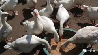 大鹅爆料事件视频大全  第2张